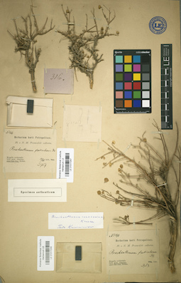 LE 01017247