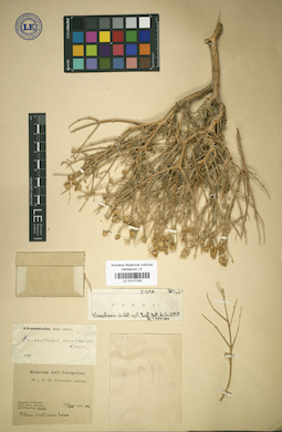 LE 01017250