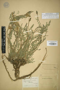 LE 01017811
