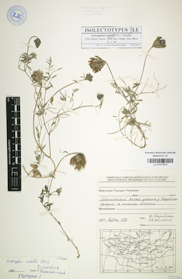 LE 01017813