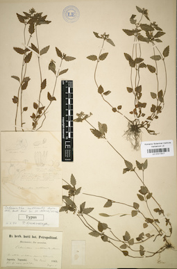 LE 01017817