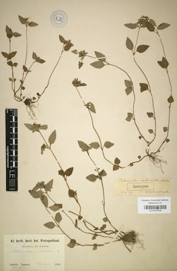 LE 01017818