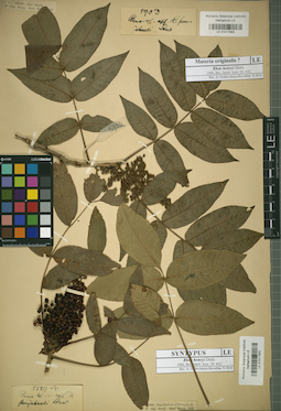 LE 01017863