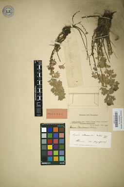 LE 01018062