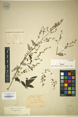 LE 01018121