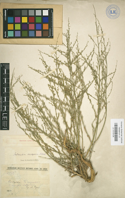 LE 01018126