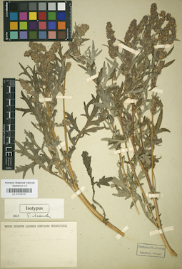 LE 01018131