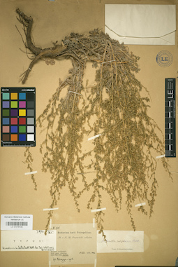 LE 01018145