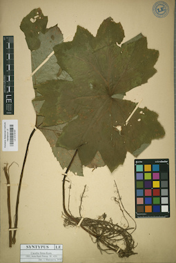 LE 01018167