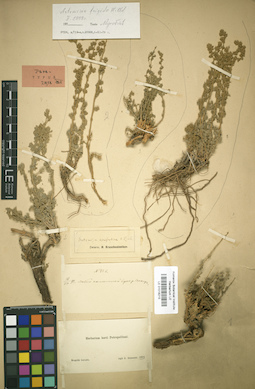 LE 01018215