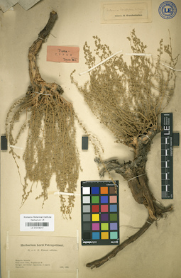 LE 01018217