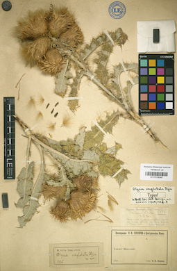 LE 01018245
