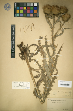 LE 01018247