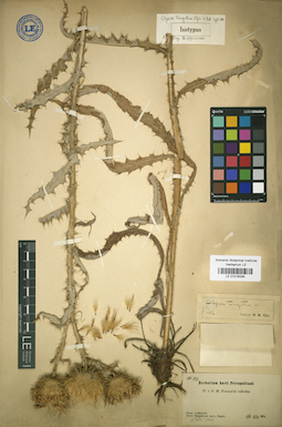 LE 01018248