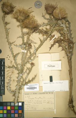 LE 01018249