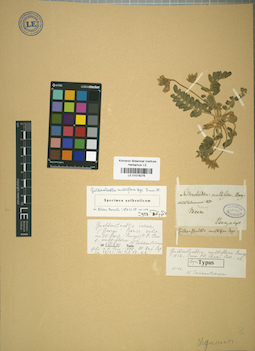 LE 01018276
