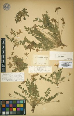 LE 01018277