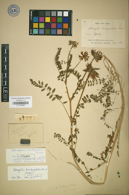 LE 01018294