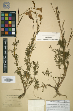 LE 01018372