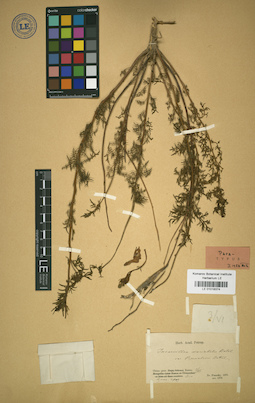 LE 01018374
