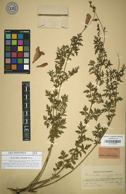 LE 01018376