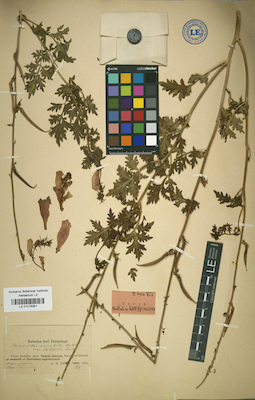 LE 01018381
