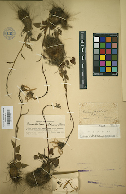 LE 01018462