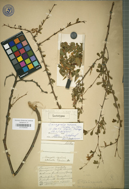 LE 01024242