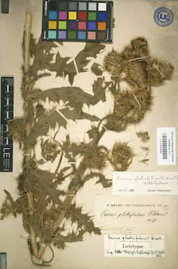 LE 01024385