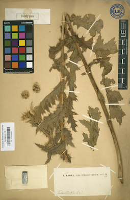 LE 01024387