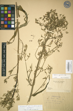 LE 01024515