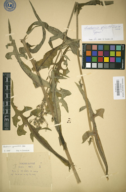 LE 01024516