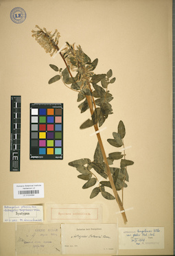 LE 01024584