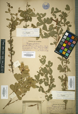 LE 01024952
