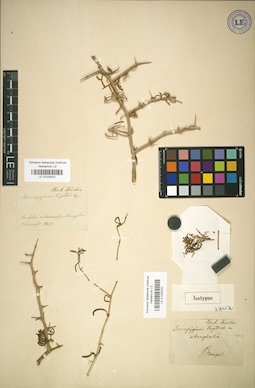 LE 01025031