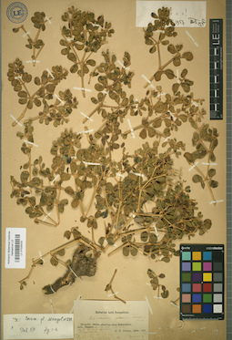 LE 01025033