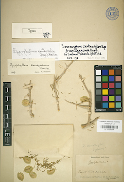 LE 01025034