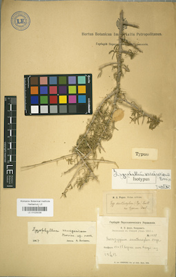 LE 01025036