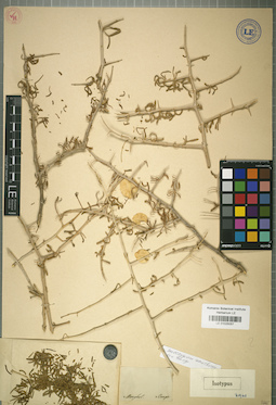LE 01025057