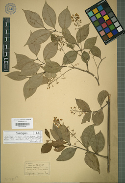 LE 01025244