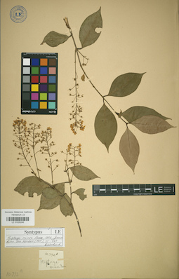 LE 01025245