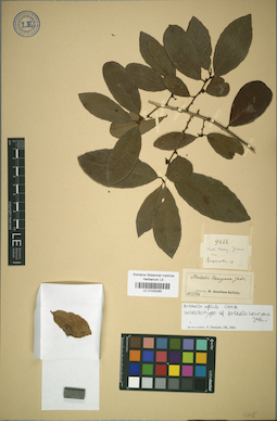 LE 01025260