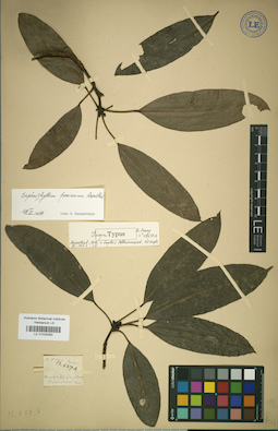 LE 01025262