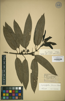 LE 01025264