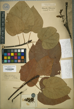 LE 01025267