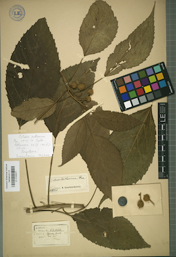 LE 01025271