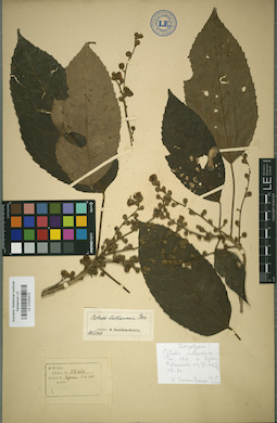 LE 01025272