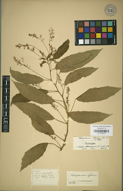 LE 01025274