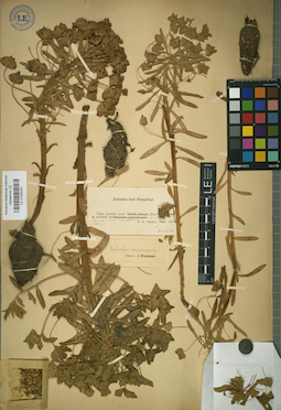 LE 01025281