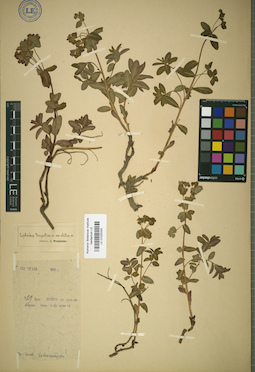LE 01025333
